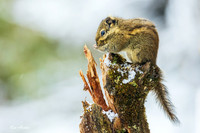 CHCC00005 - Chinese Squirrel