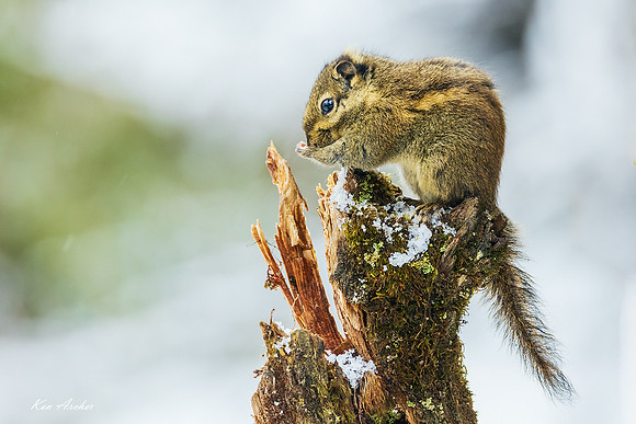 CHCC00005 - Chinese Squirrel