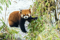 CHRP00002 - Red Panda