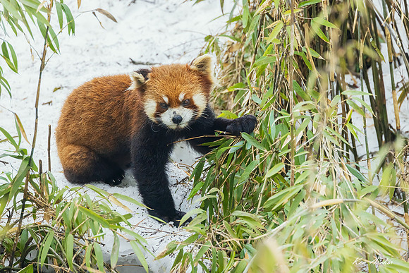 CHRP00002 - Red Panda