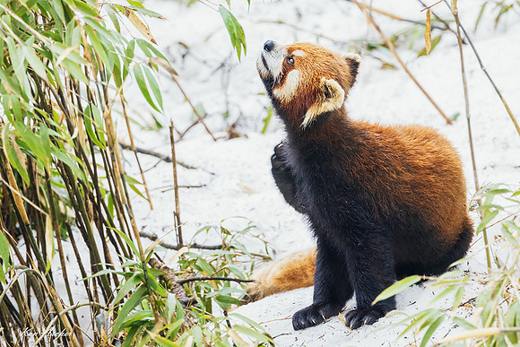 CHRP00089 - Red Panda