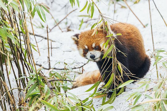 CHRP00061 - Red Panda