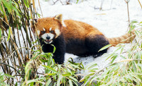 CHRP00093 - Red Panda