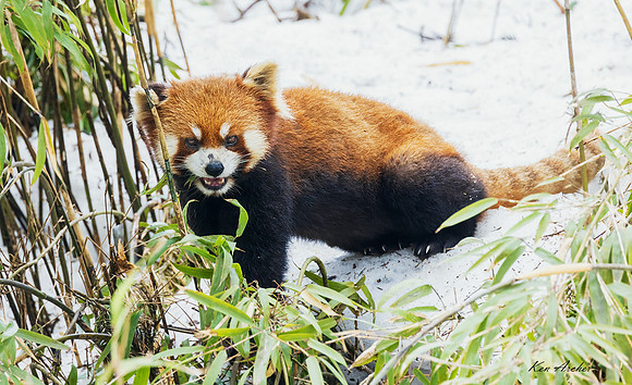 CHRP00093 - Red Panda