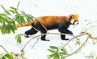 CHRP00188 - Red Panda