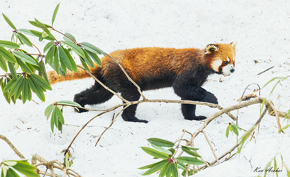 CHRP00188 - Red Panda