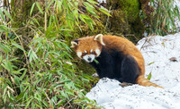 CHRP00144 - Red Panda