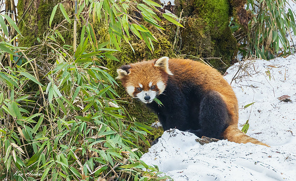CHRP00144 - Red Panda