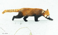 CHRP00236 - Red Panda