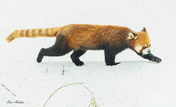 CHRP00236 - Red Panda