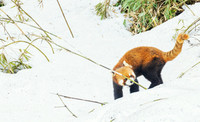 CHRP00261 - Red Panda