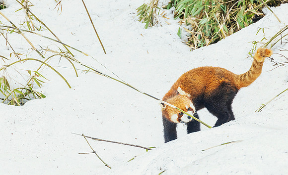 CHRP00261 - Red Panda