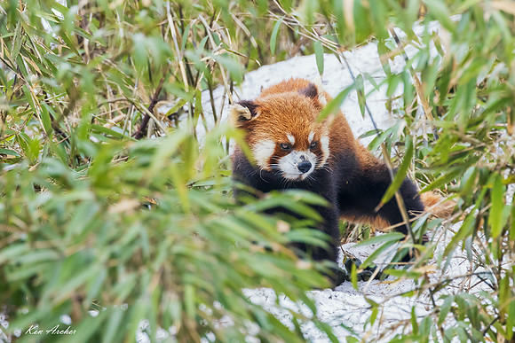 CHRP00344 - Red Panda