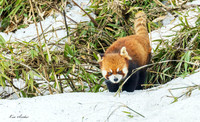 CHRP00308 - Red Panda