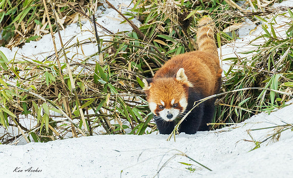 CHRP00308 - Red Panda