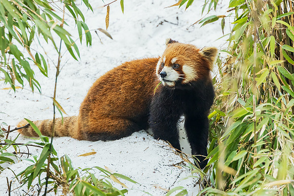 CHRP00353 - Red Panda