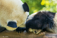 CHGP00021 - Giant Panda