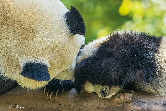 CHGP00021 - Giant Panda
