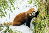 CHRP00371 - Red Panda