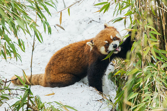 CHRP00371 - Red Panda