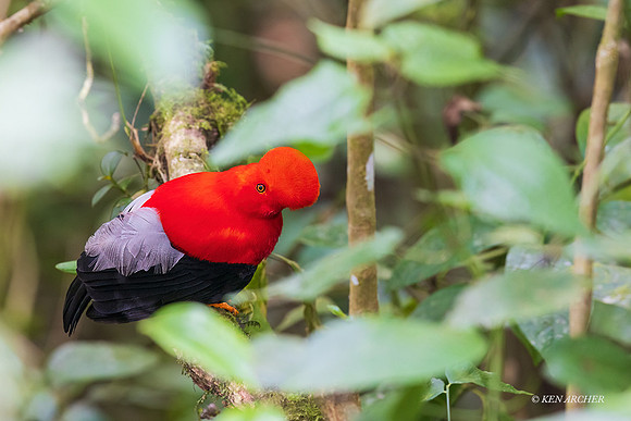 ECCK00072 - Andean Cock of the Rock
