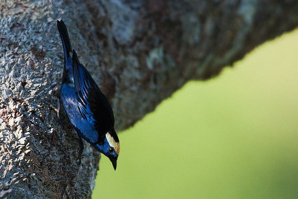 ECBD02070 Opal-crowned Tanager