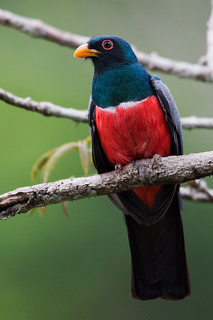 ECBD01103 Black-tailed Trogon