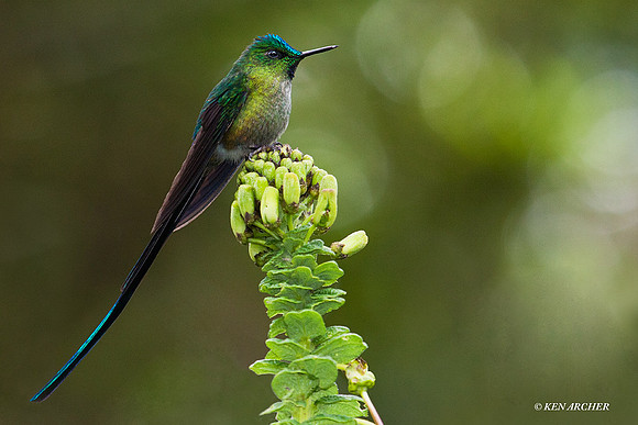 ECHB01120 Violet-tailed Stylth