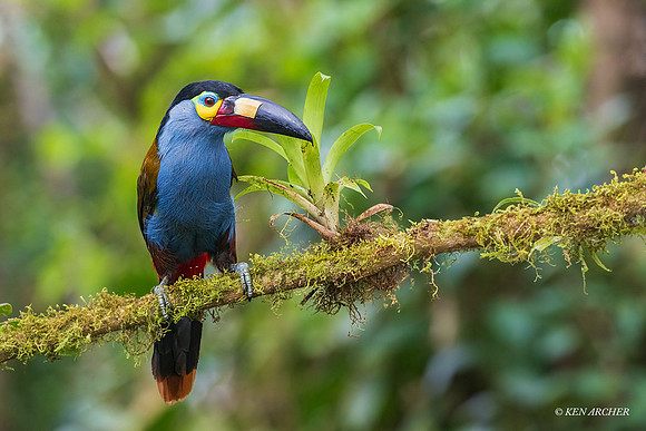 ECTN00035 - Plate-billed Mountain-Toucan