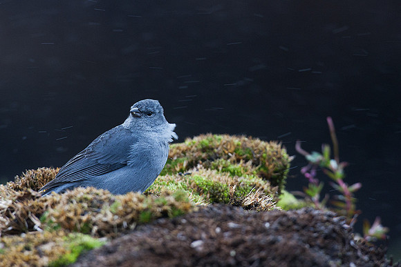 ECBD01903 Plumbeous Sierra Finch