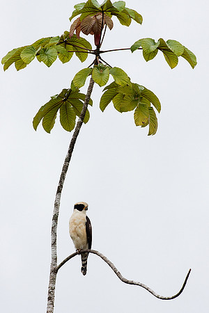 ECBD01466 Laughing Falcon
