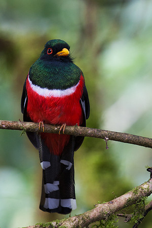 ECBD00730 Masked Trogon