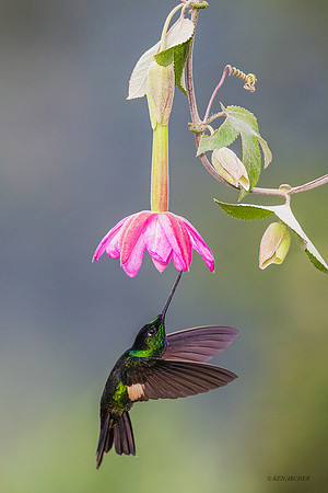 ECHB04337 - Buff-winged Starfrontlet Hummingbird