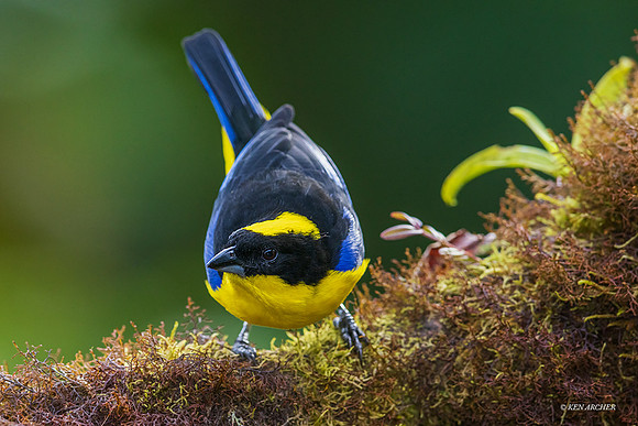 ECTR00321 - Blue-winged Mountain Tanager