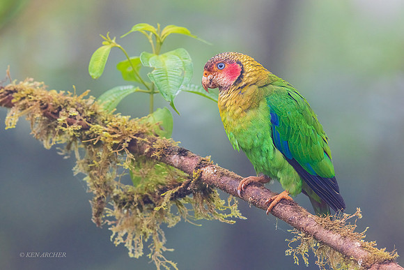 ECPT00180 - Rose-faced Parrot