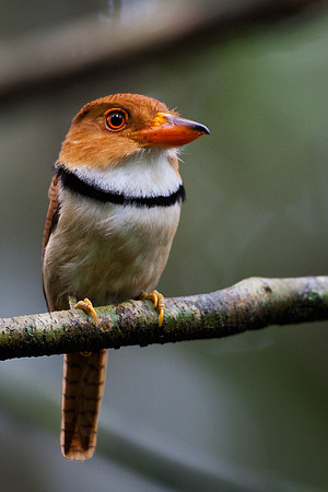 ECBD01135 Collared Puffbird