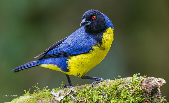 ECTR00918 - Hooded Mountain Tanager