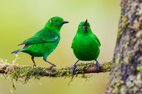 ECTR00817 _ Glistening-green Tanager