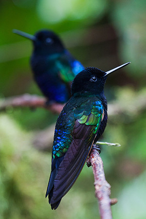 ECHB00302 Velvet-purple Coronet