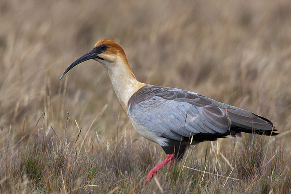ECBD01873 Black-faced Ibis