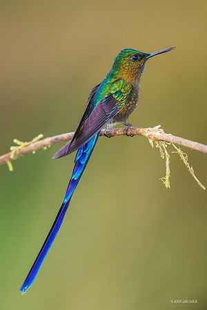 ECHB03549 - Violet-tailedSylph Hummingbird