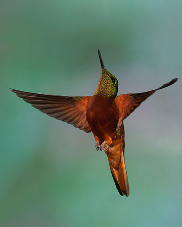 Chestnut-breasted Coronet