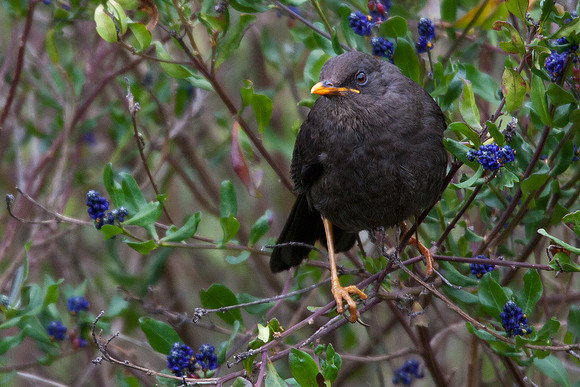 ECBD00044 Great Thrush