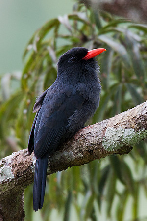 ECBD01087 Black-fronted Nunbird