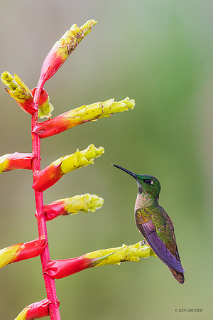 ECHB02440 - Fawn-breasted Brilliant Hummingbird