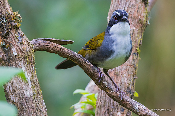 ECBD00459 - Gray-browed Brushfinch