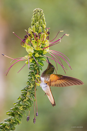 ECHB02873 - Buff-tailed Coronet Hummingbird