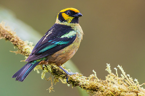 ECTR00700 - Flame-faced Tanager