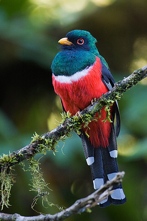 ECBD02112 Masked Trogon