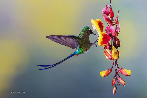 ECHB02559 - Violet-tailed Sylph Hummingbird